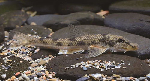 中國常見淡水魚多樣性探秘 這250種，你認識幾種？