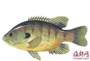 北美淡水魚類的生存危機 滅絕非遠，呼救已急